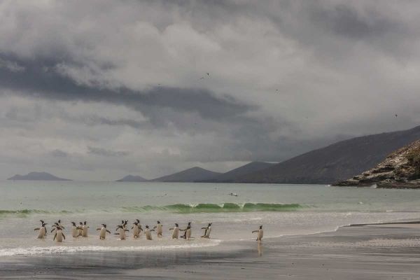 Saunders Island Gentoo penguins coming ashore